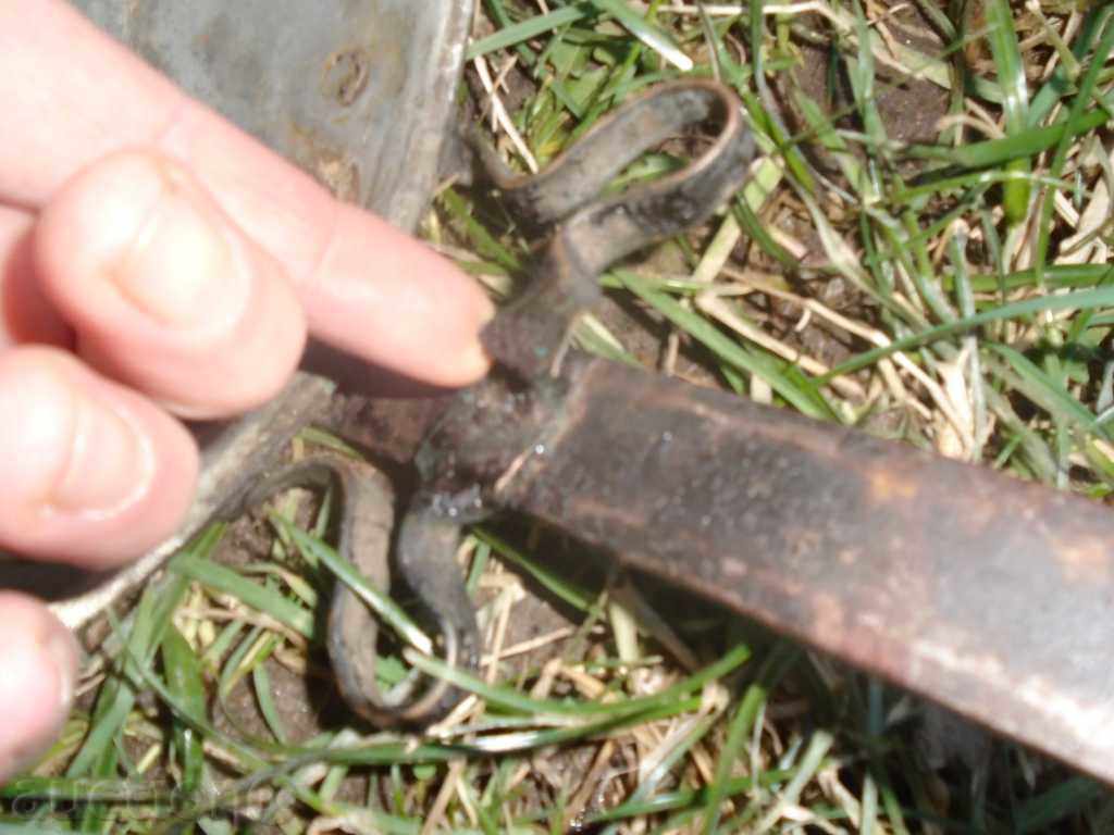 LARGE STAR ROSE BACTERIAN TIGAN - 7 LARGE STAR ROSE BACTERIAN TIGAN - 7