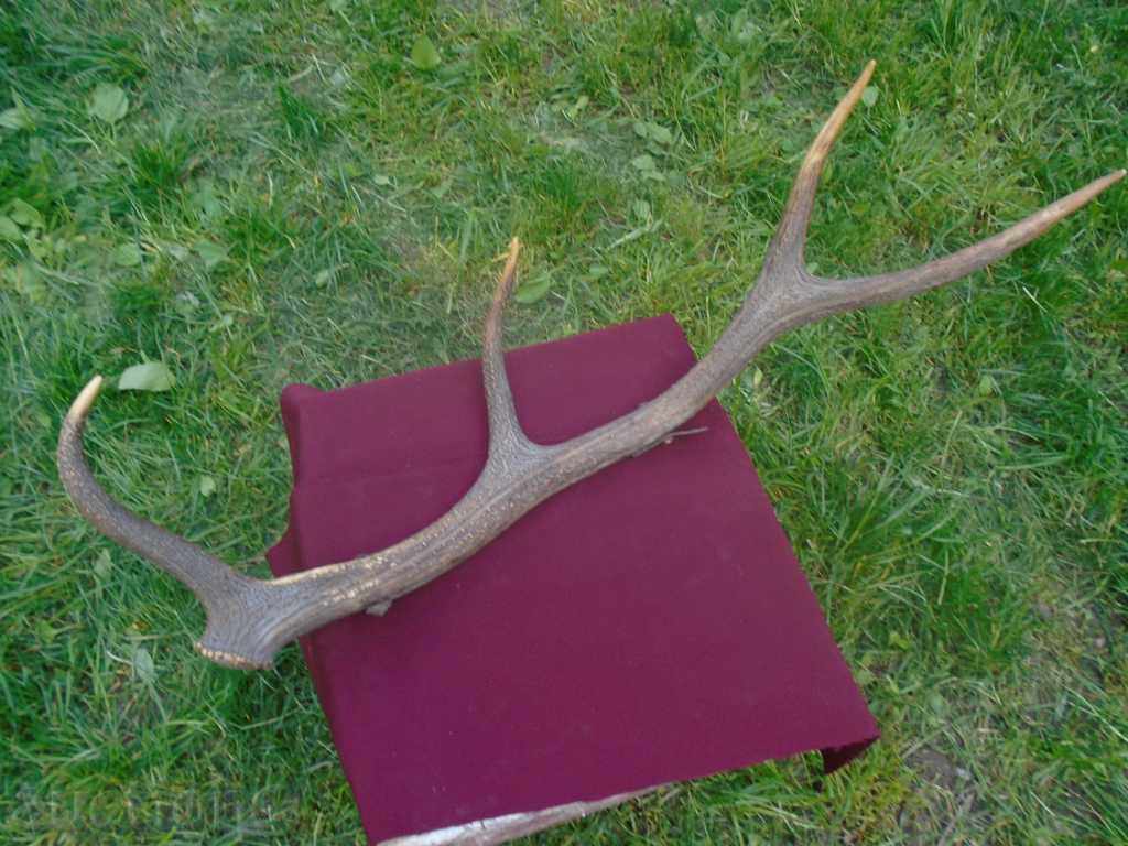 Παράδοση Μεγάλο παλιό κέρατα κρεμάστρες - ΑΡΙΣΤΗ