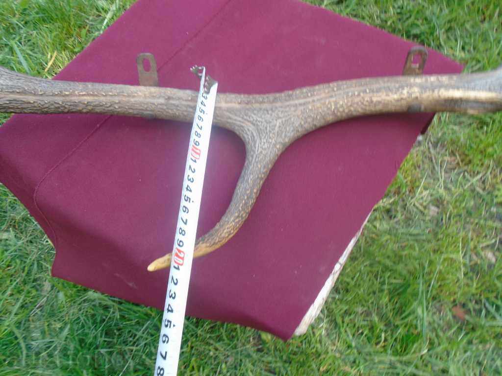 Μεγάλο παλιό κέρατα κρεμάστρες - ΑΡΙΣΤΗ - 6