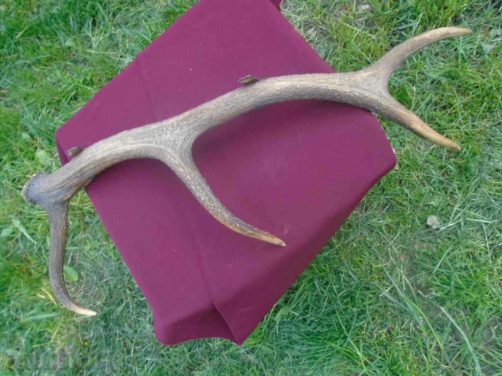 Μεγάλο παλιό κέρατα κρεμάστρες - ΑΡΙΣΤΗ - 7