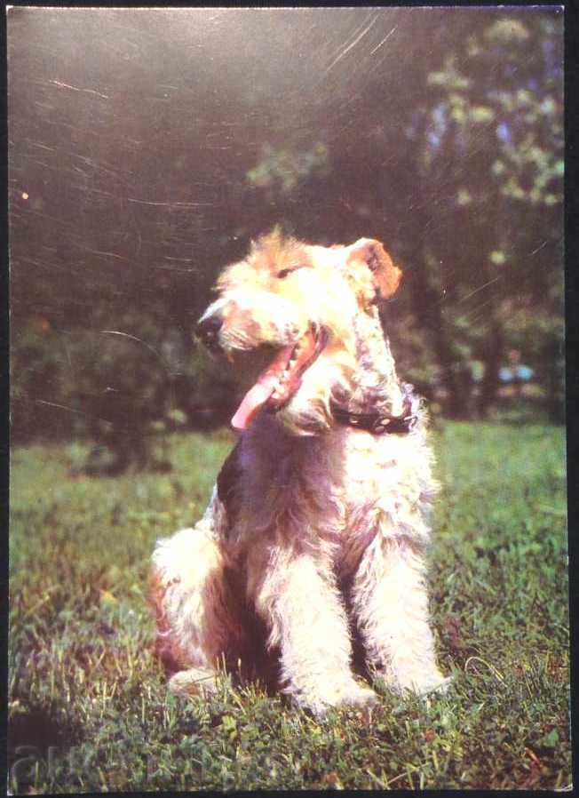 Carte poștală 1976 Câine Bulgaria