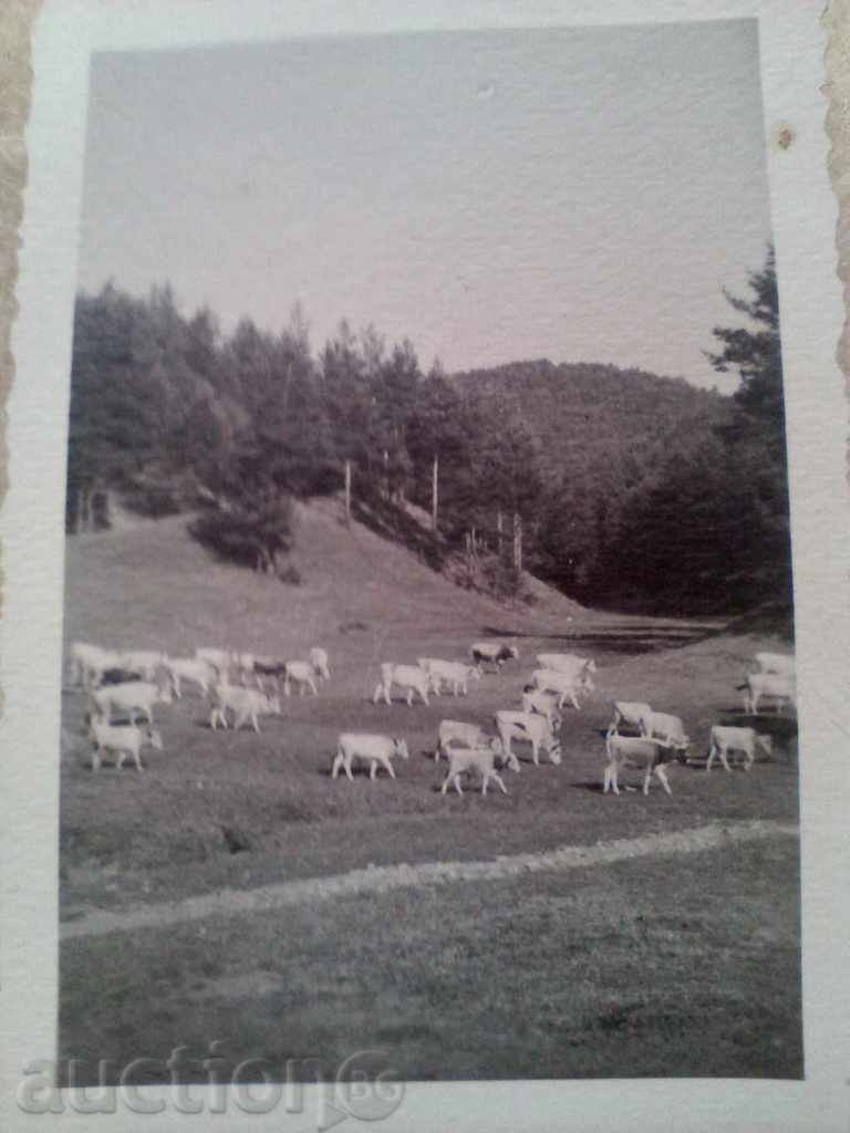Photos Rakitovo Rhodopes herd of pasture 1945 with price 10.00 BGN | € 5.11
