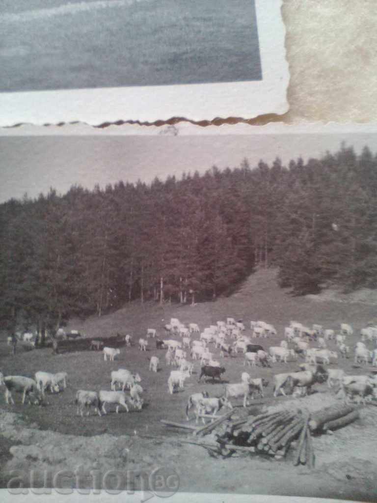 Auction  Photos Rakitovo Rhodopes herd of pasture 1945