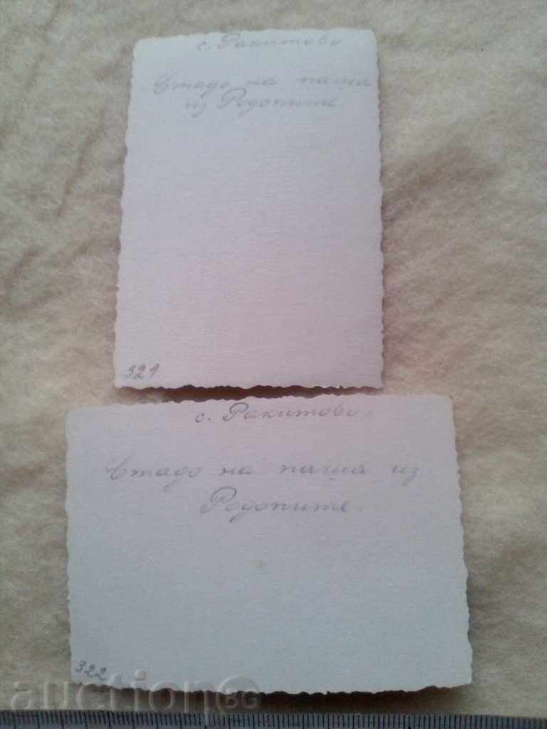 Delivery of Photos Rakitovo Rhodopes herd of pasture 1945