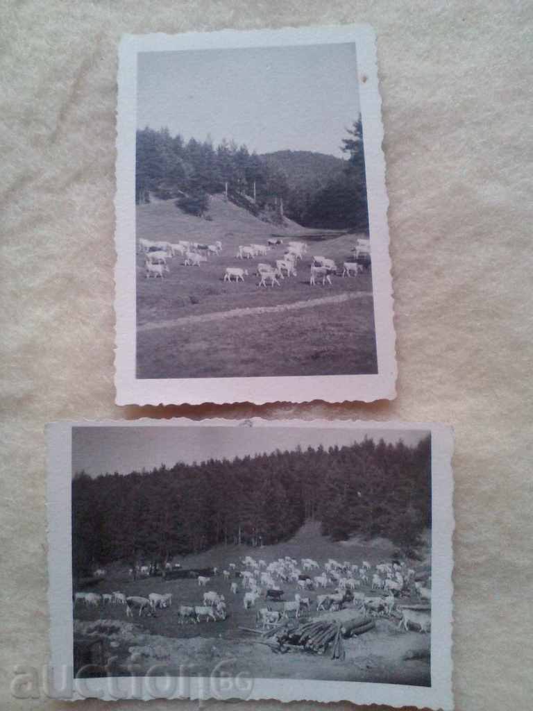 Fotografii Rakitovo Munții Rodopi cireadă pășunat în 1945