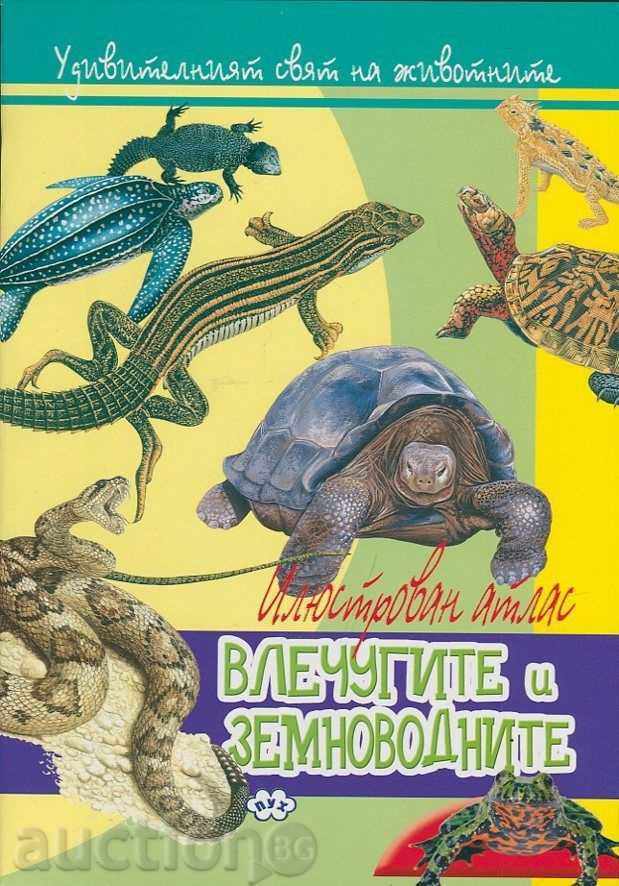 Illustrated Atlas - Reptiles