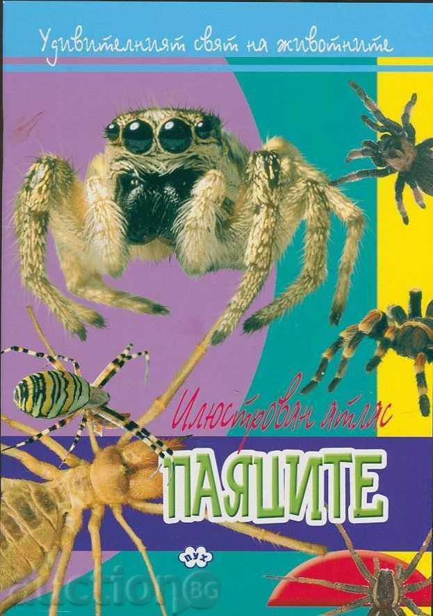 Illustrated Atlas - Spiders