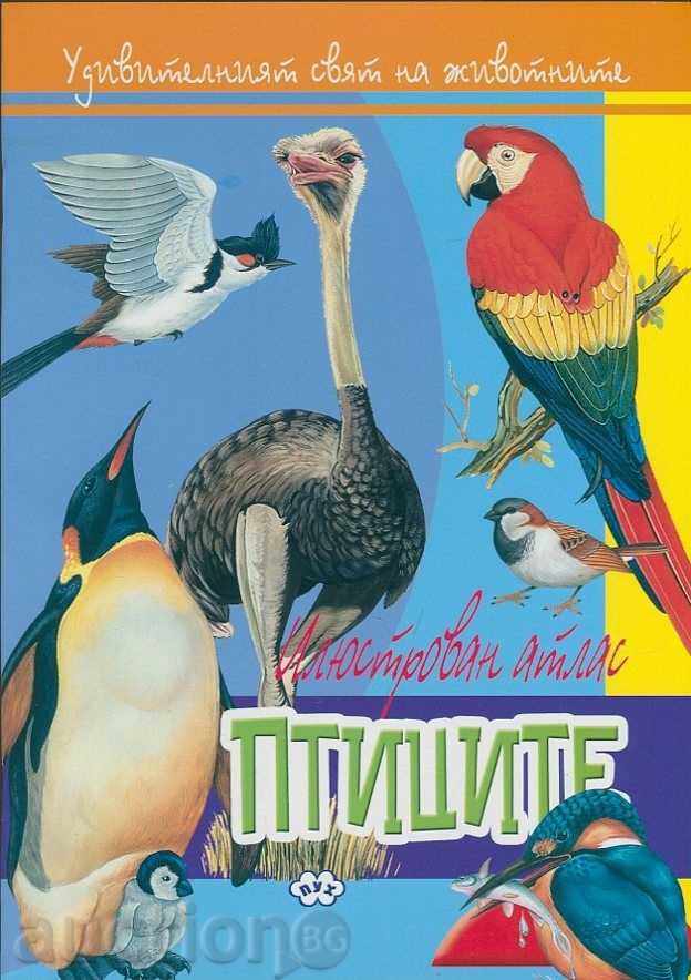Illustrated Atlas - Păsări
