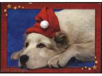 Postcard Etonian Dog