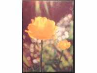 Καρτ ποστάλ λουλούδια 1979 από τη Βουλγαρία