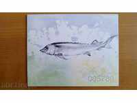 Карнетка Риби - Моруни  №4667/4670 от БК 2-ри вид