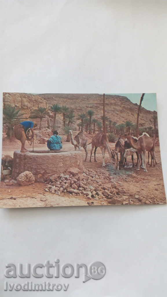 Postcard Puits dans le sud Saharien 1976