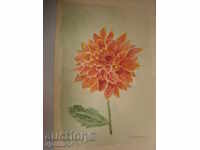 Рисунка акварел-П.Димитров-гр.Тетевен-55г.