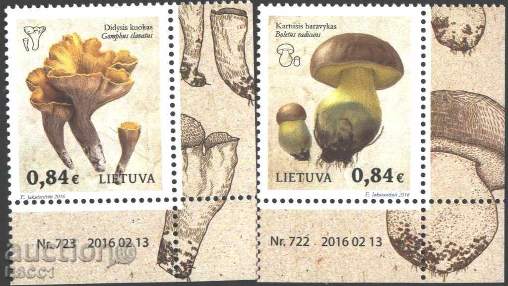 Pure brands Flora Mushrooms 2016 from Lithuania