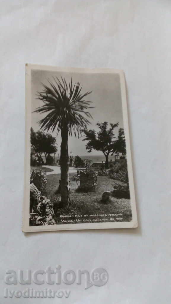 Postcard Varna Seaport from the Sea Garden 1958