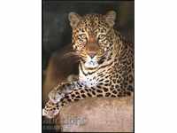Postcard Fauna Jaguar from Brazil