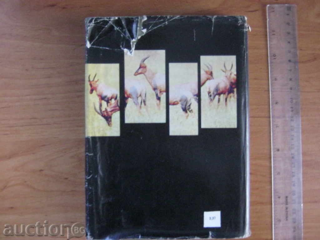 Gimek. Serengetes should not perish - 5 Gimek. Serengetes should not perish - 5