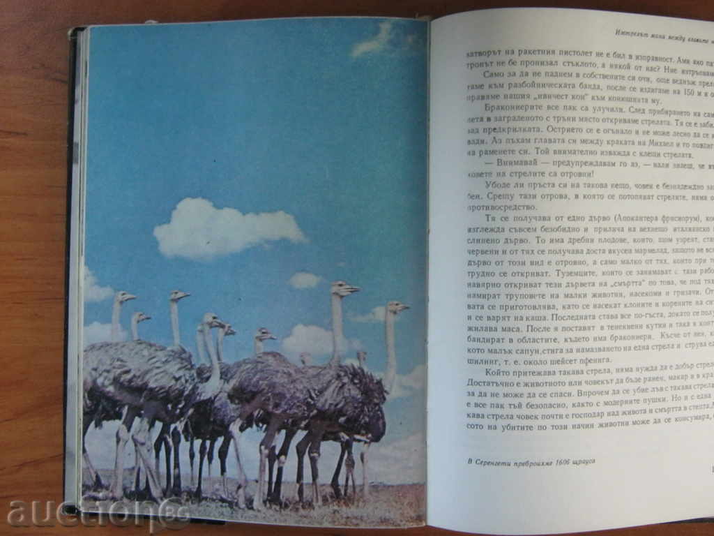 Gimek. Serengetes should not perish - 6 Gimek. Serengetes should not perish - 6