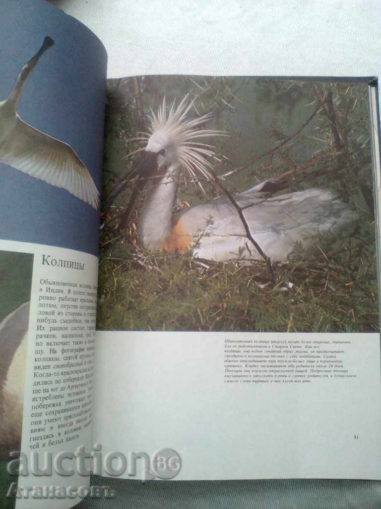 Auction  Птицье морей, побережий и рек