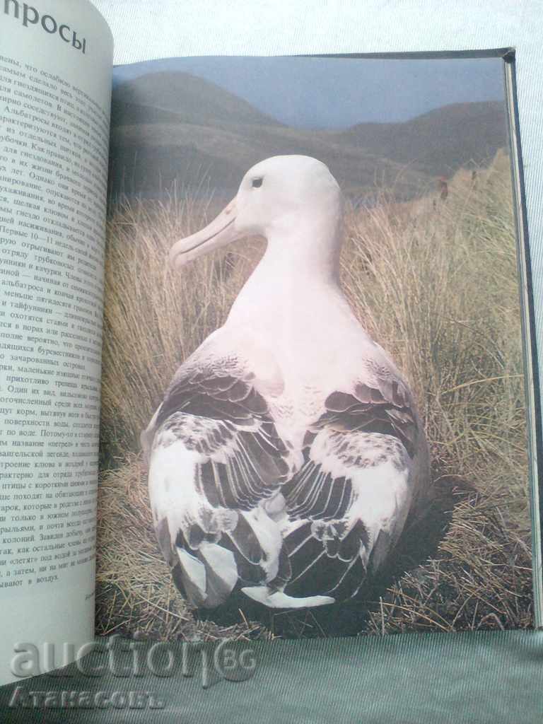 Delivery of Птицье морей, побережий и рек