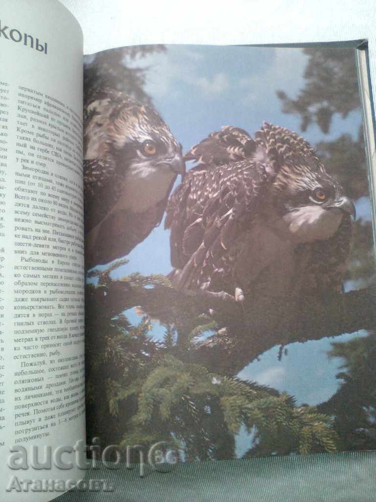 Птицье морей, побережий и рек - 6