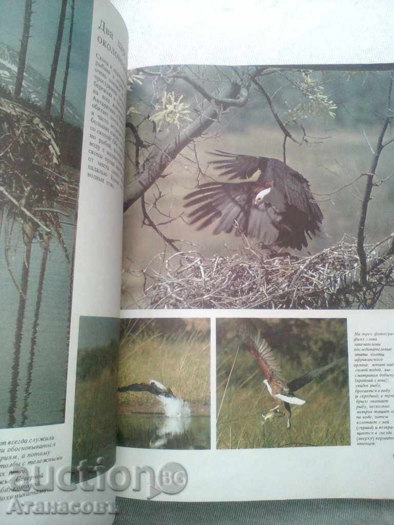 Птицье морей, побережий и рек - 7