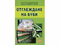 creșterea viermilor de mătase
