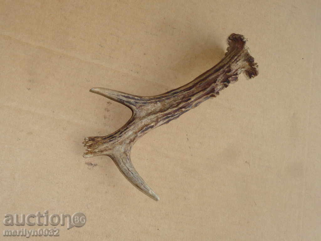 Auction Horn of scrolling, hunting trophy Auction Horn of scrolling, hunting trophy