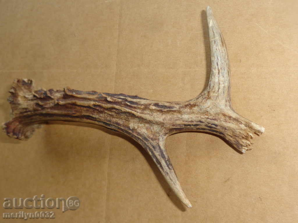 Delivery of Horn of scrolling, hunting trophy Delivery of Horn of scrolling, hunting trophy