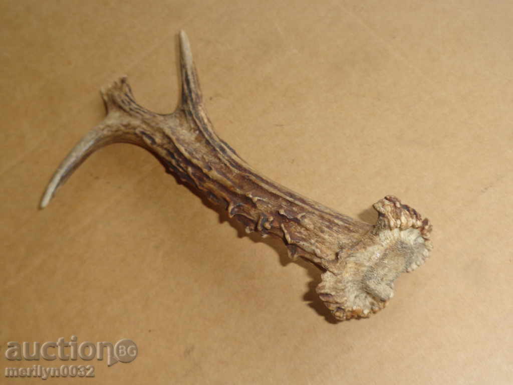 Horn of scrolling, hunting trophy - 5 Horn of scrolling, hunting trophy - 5