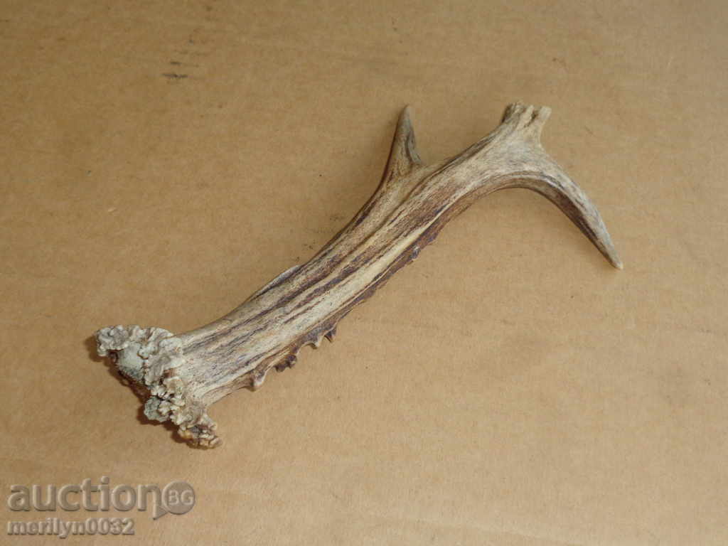 Horn of scrolling, hunting trophy - 6 Horn of scrolling, hunting trophy - 6