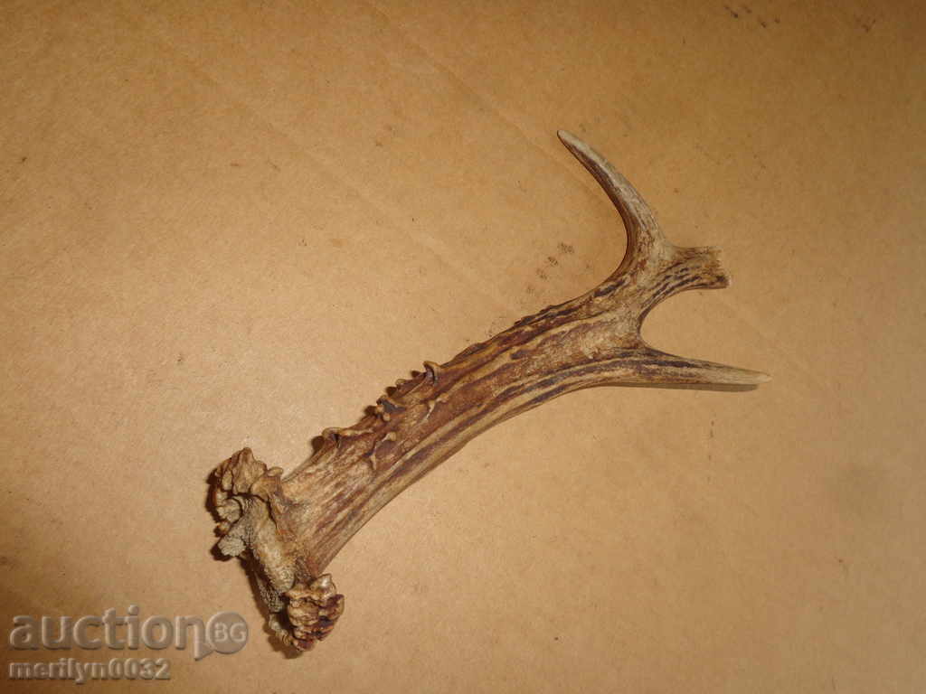 Horn of scrolling, hunting trophy - 7 Horn of scrolling, hunting trophy - 7