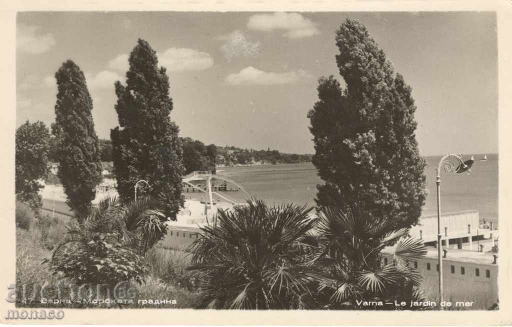 Стара пощенска картичка-снимка - Варна, Морската градина
