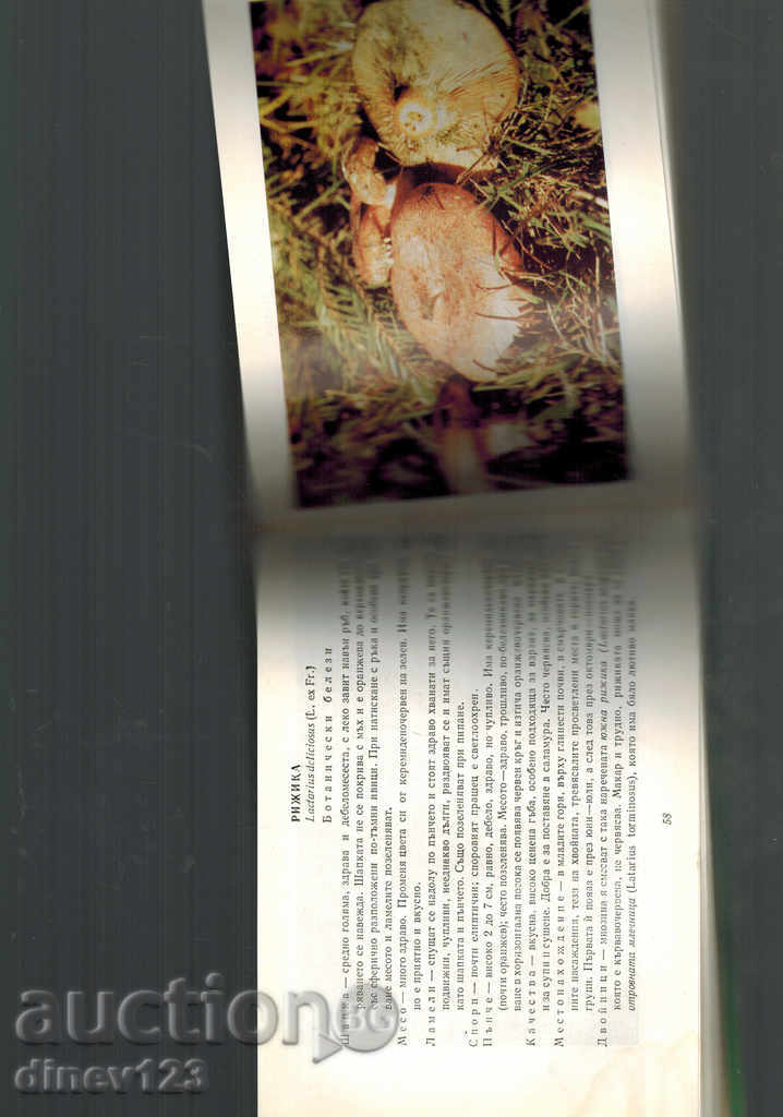 WILD GROWING MUSHROOMS - N. KOLEV - 5 WILD GROWING MUSHROOMS - N. KOLEV - 5