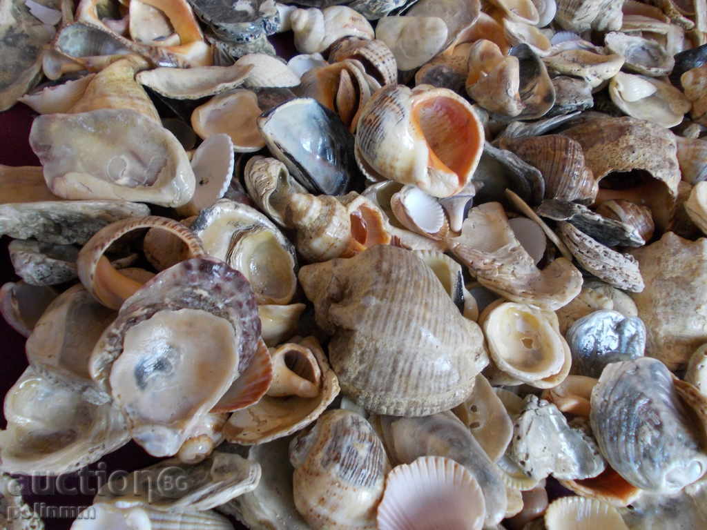 Auction  Decoration for aquariums - 2.2 kg.