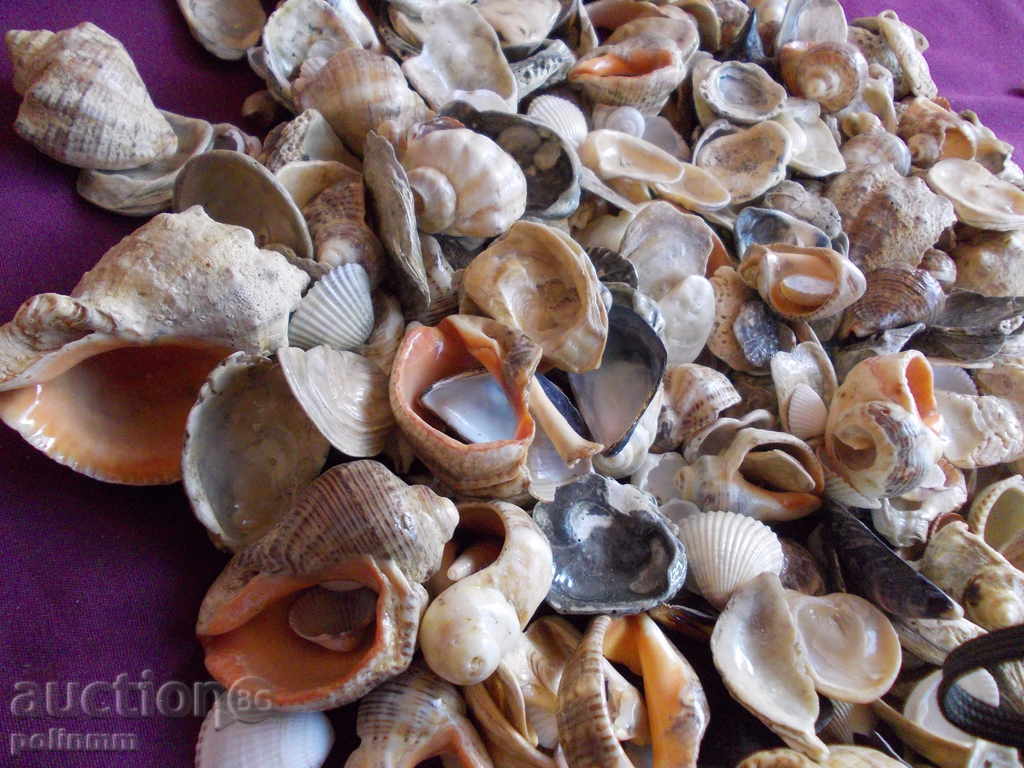 Delivery of Decoration for aquariums - 2.2 kg.