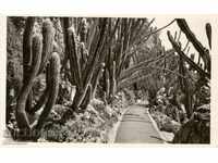 Παλιά καρτ ποστάλ - Μονακό, Βοτανικός Κήπος