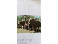 Postcard Colombo Shri Lanka