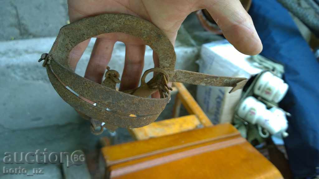 Auction  8208. STAR COVEN CAPPAL SMALL