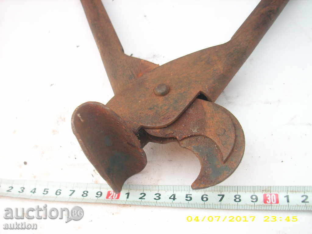 OLD HORSES LOVING BIGGERS - 5 OLD HORSES LOVING BIGGERS - 5