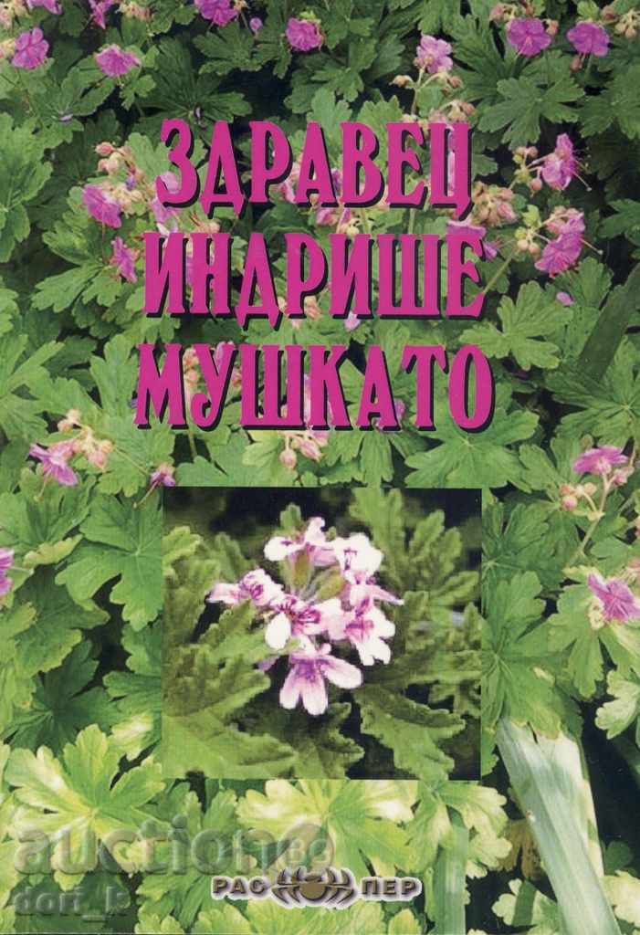 Geranium, muscata, muscata