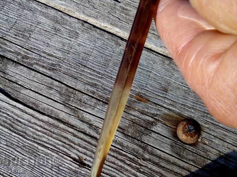 Delivery of Eyeglasses CEBALUX CUBA Delivery of Eyeglasses CEBALUX CUBA