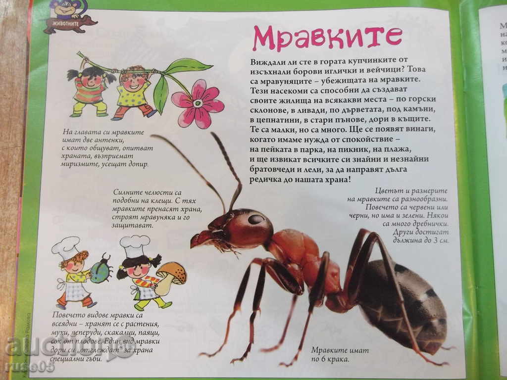 Book "Burbino - number 8/141" - 40 pages - 5 Book "Burbino - number 8/141" - 40 pages - 5