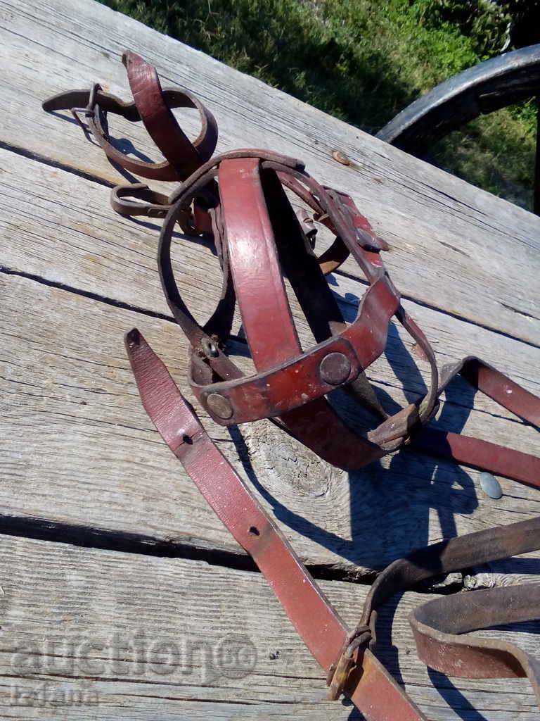 Muzzle - 5 Muzzle - 5