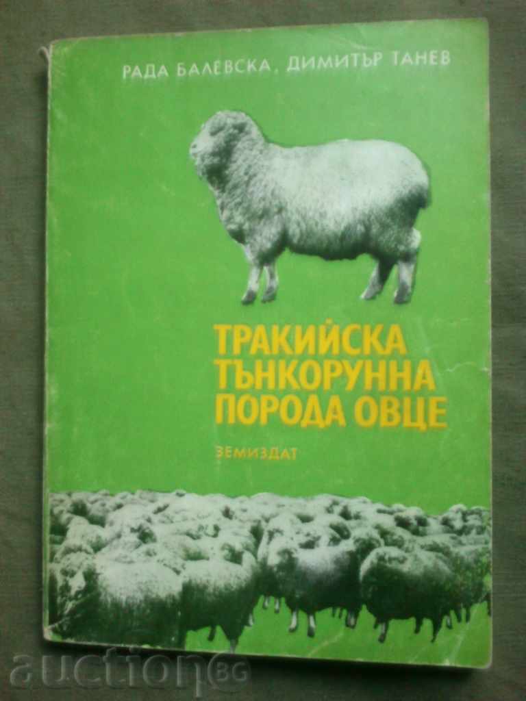 Trac lână fină rasă de oi (stil Plovdiv)