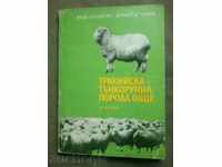 Thracian thin sheep breed sheep (Plovdiv type)