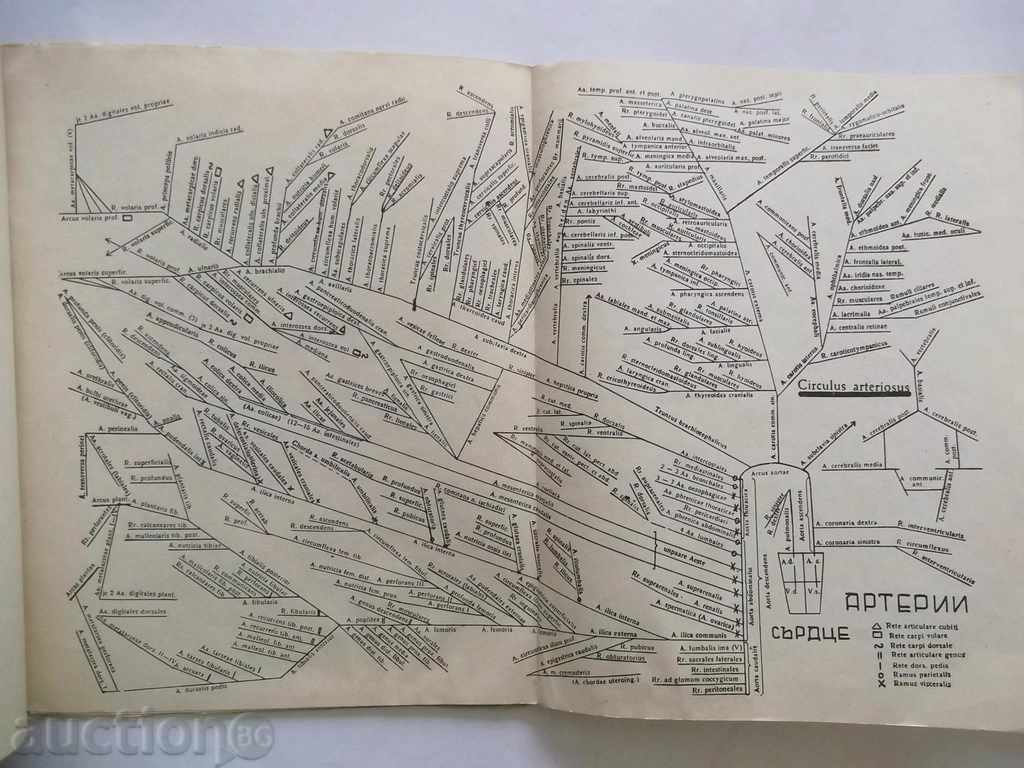 Аукцион Графически атлас за подробно изучаване на всички съдове и Аукцион Графически атлас за подробно изучаване на всички съдове и