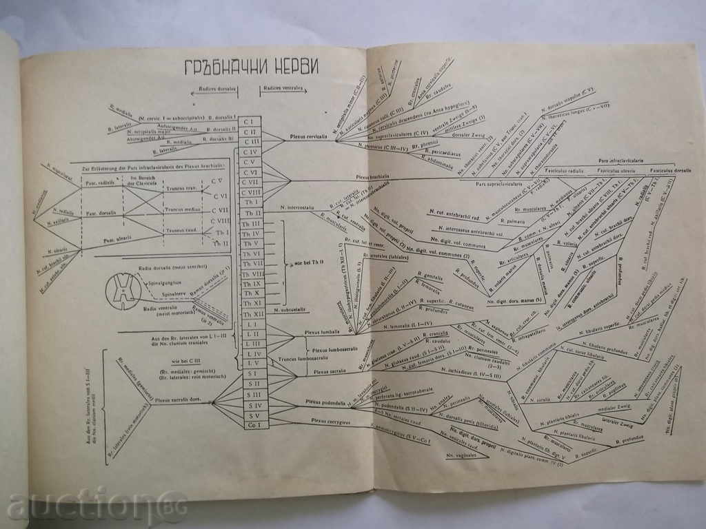 Доставка на Графически атлас за подробно изучаване на всички съдове и Доставка на Графически атлас за подробно изучаване на всички съдове и