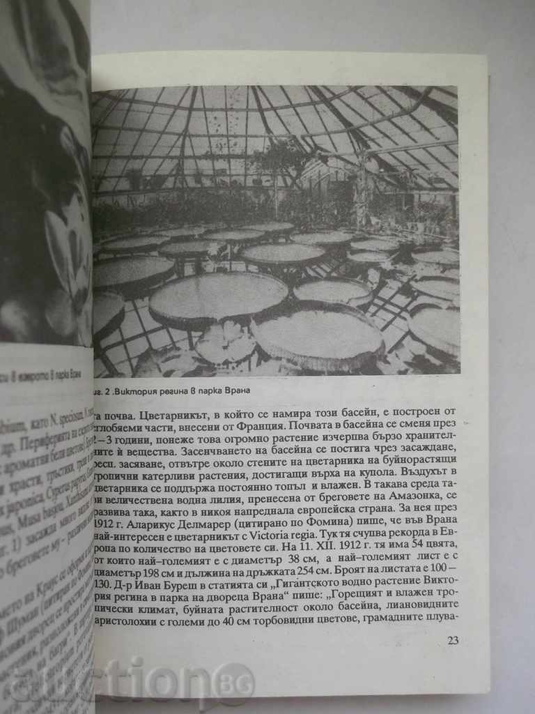 Auction Flora in Bulgaria - Gena Papazova, G. Yordanova 1989 Auction Flora in Bulgaria - Gena Papazova, G. Yordanova 1989