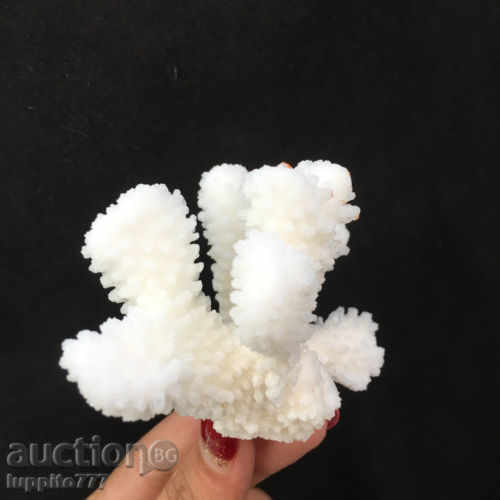 coral marine natural with price 75.00 BGN | € 38.35 coral marine natural with price 75.00 BGN | € 38.35